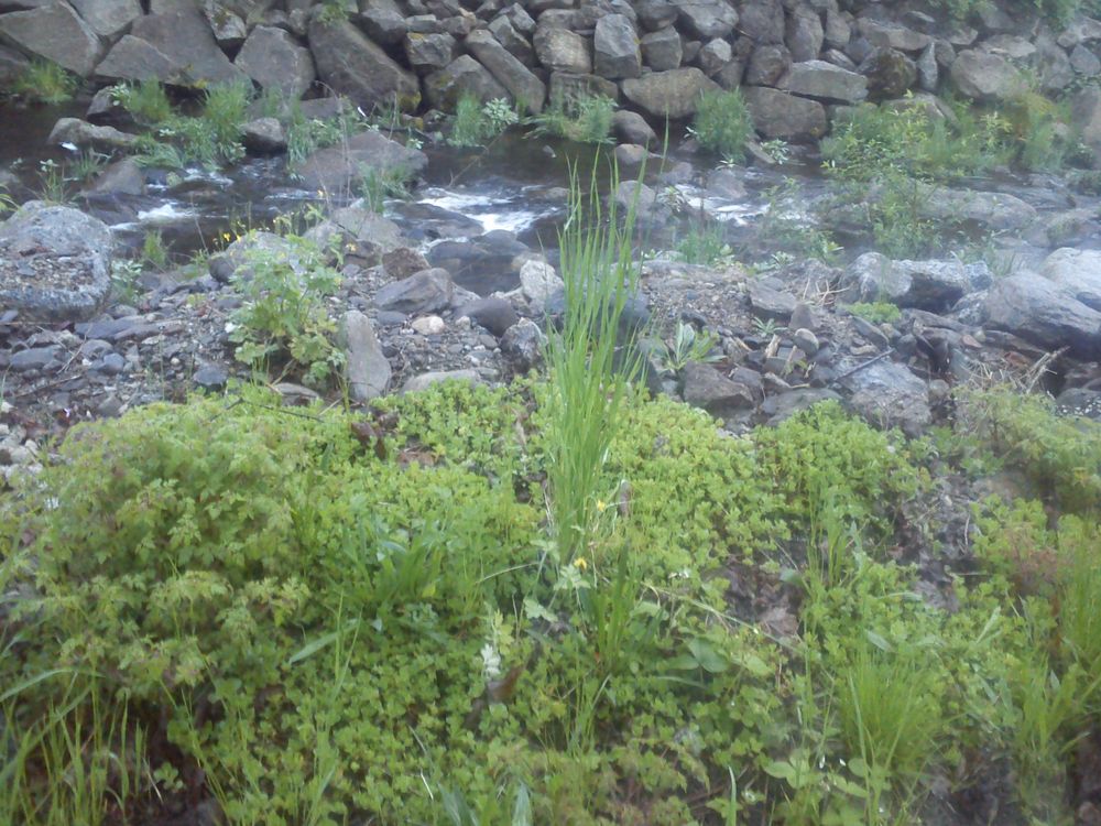 Ein bisschen Grün, Wasser und Steine