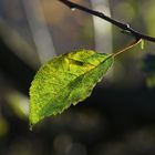 Ein bisschen grüne Hoffnung in diesem grauen November!