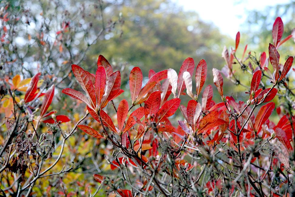 Ein bisschen Herbst...