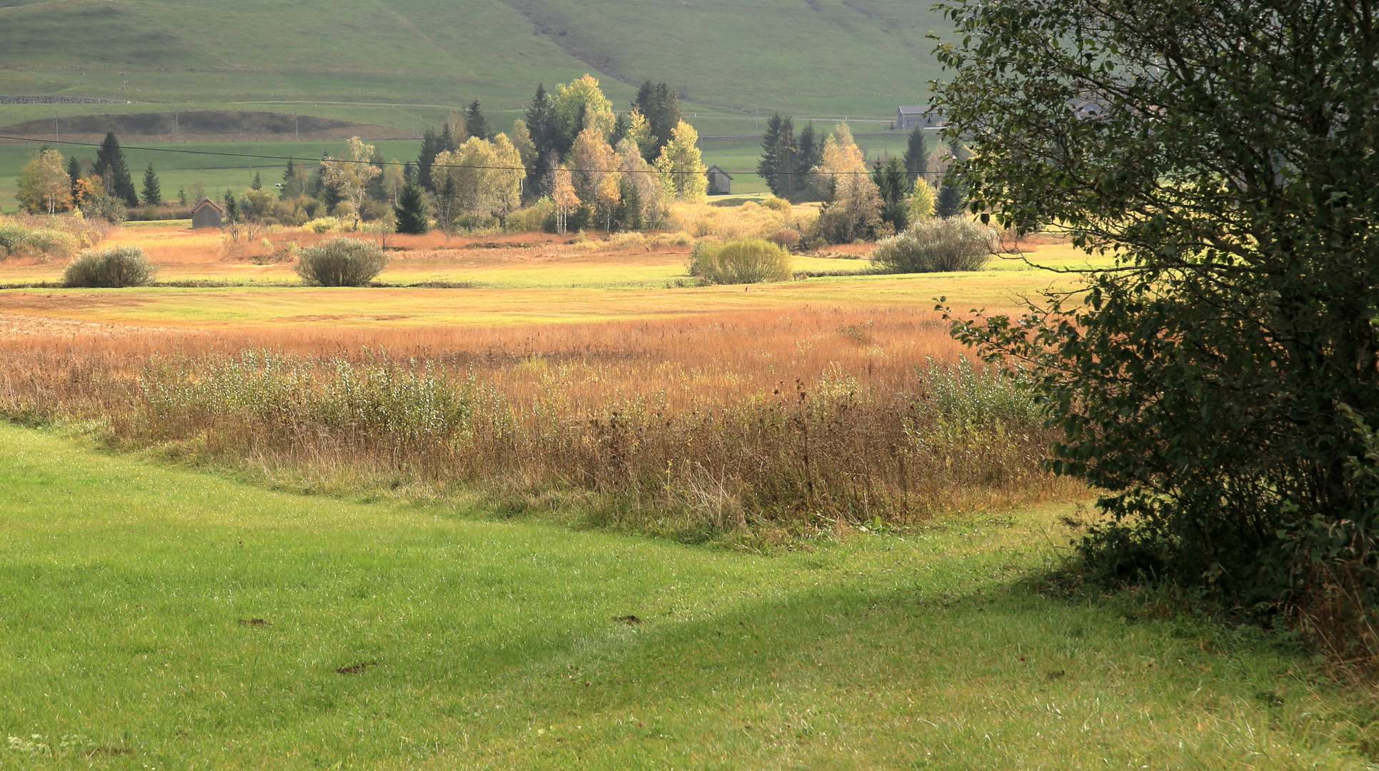 Ein bisschen Herbst im Hochmoor Rothenthurm