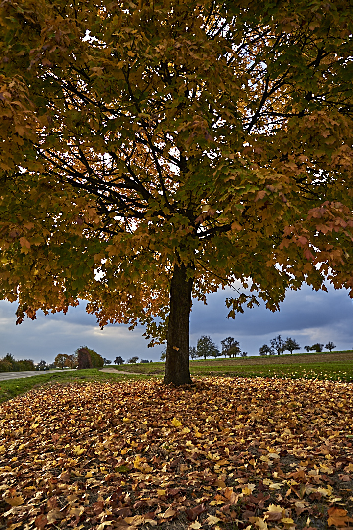 Ein bißchen Herbstfarbe