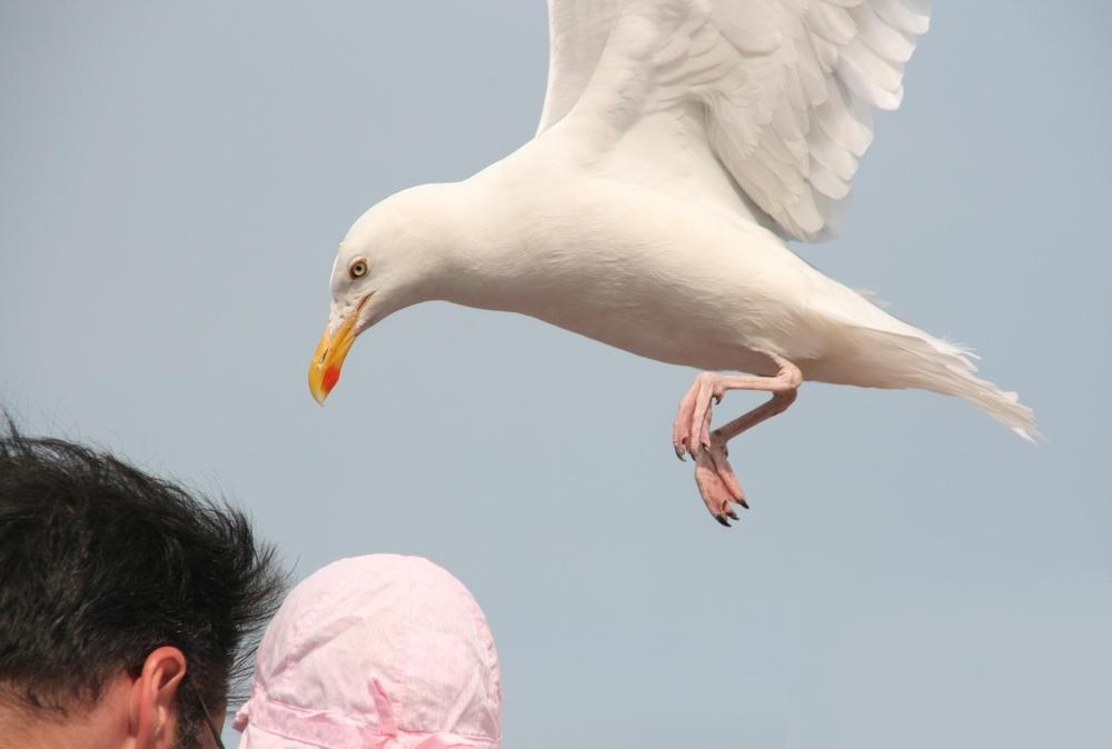 ein bisschen Hitchcock