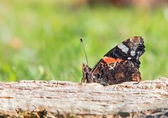 Ein bisschen hochnäsig