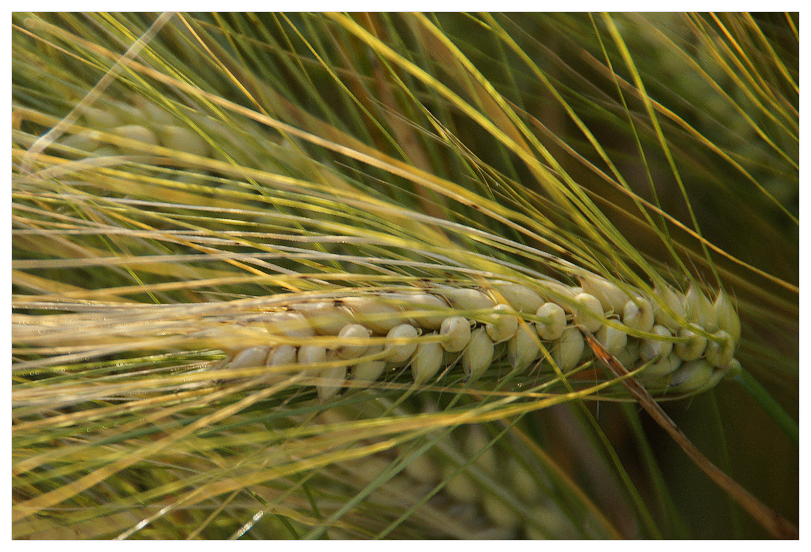 ein bisschen Landwirtschaft