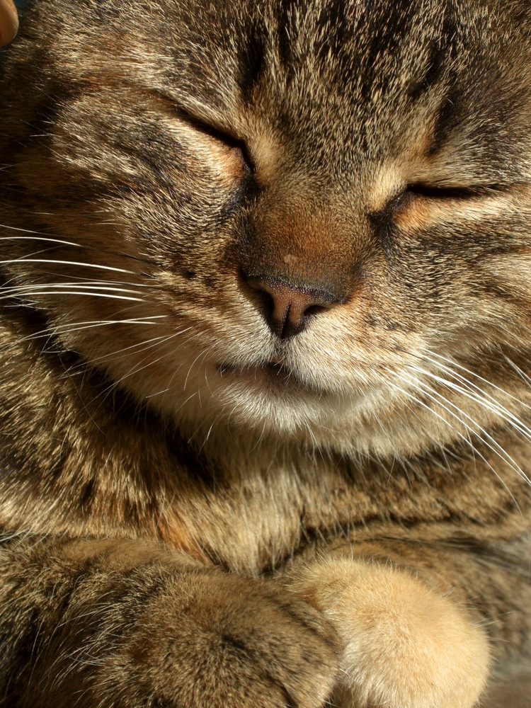 .....ein bisschen mehr von der Samtpfötchen-Katze SCHMUSI