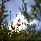 Ein bißchen Mohn