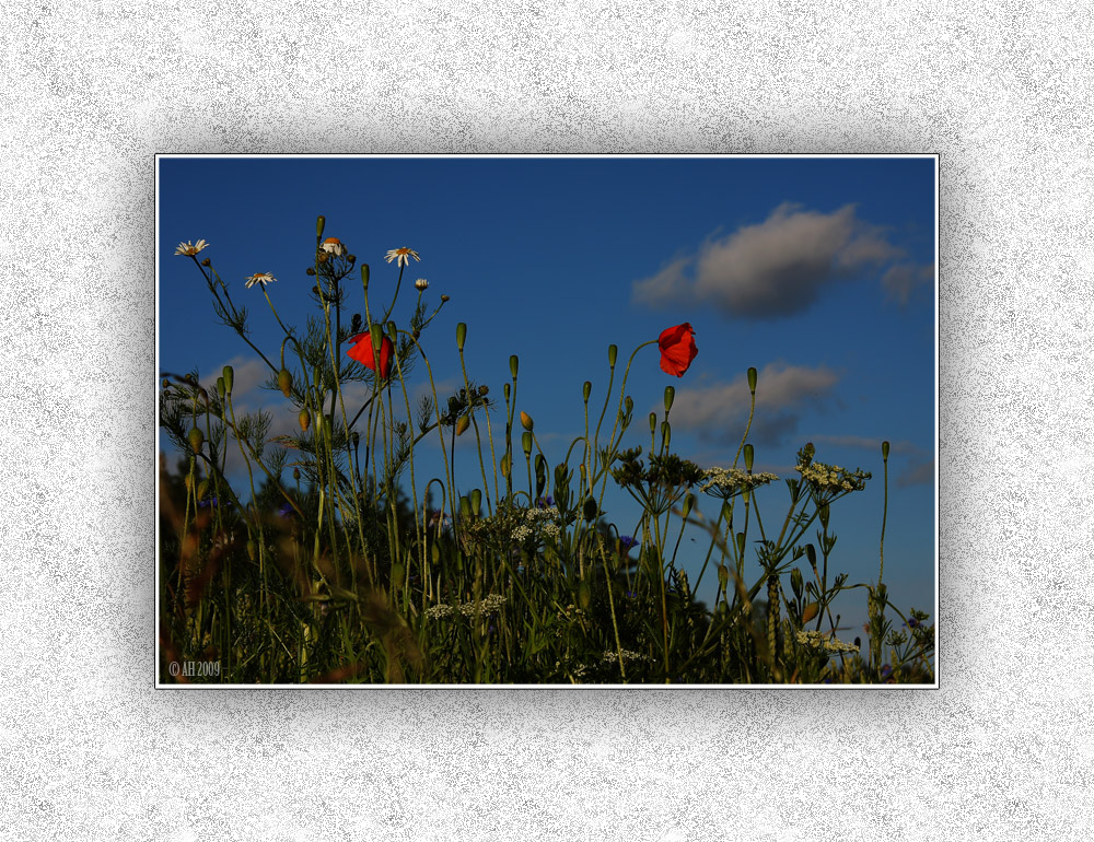 Ein bisschen Mohn