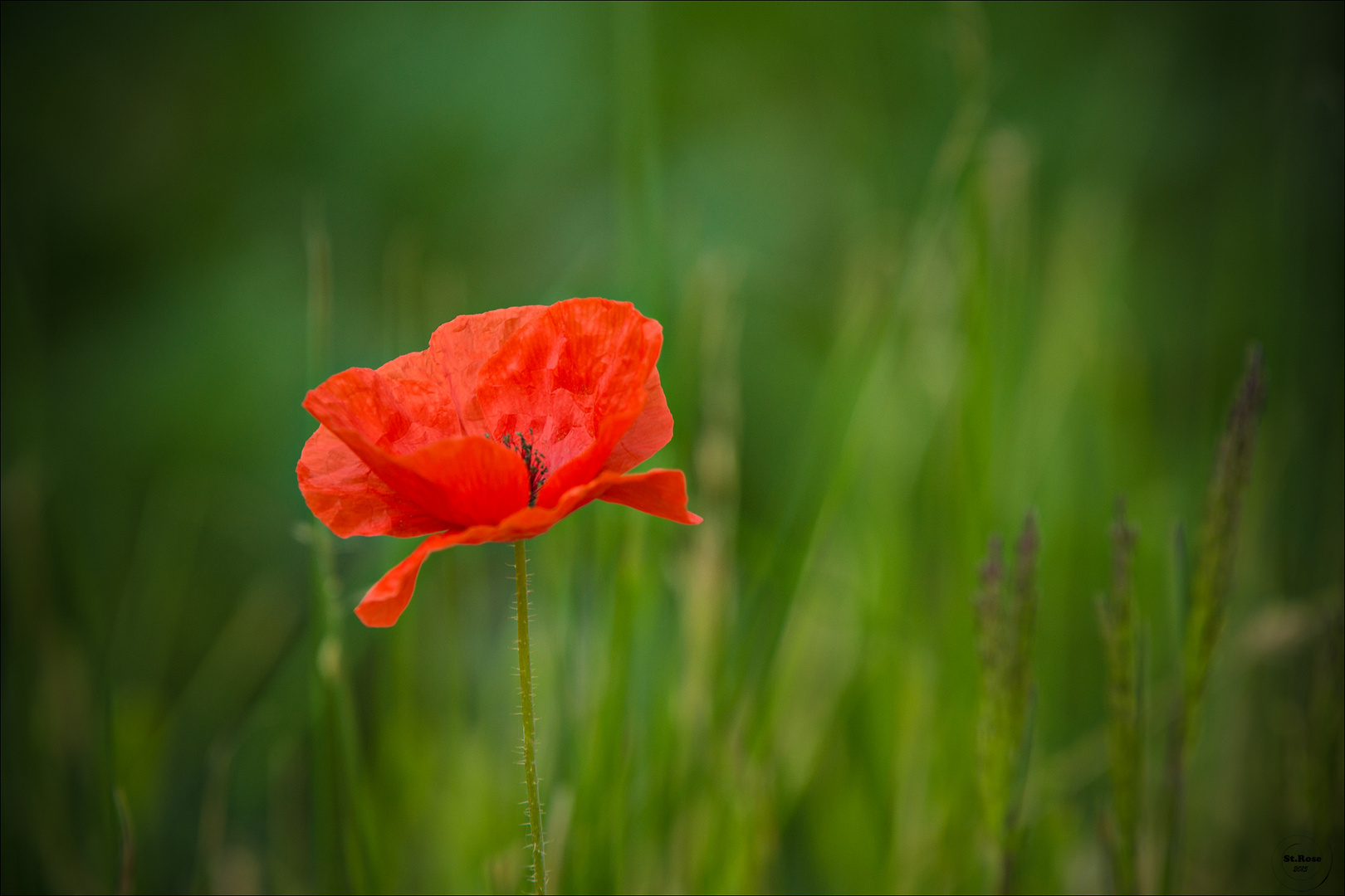 Ein bisschen Mohn