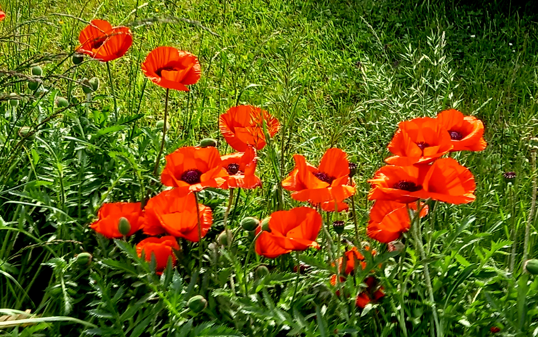 Ein bisschen Mohn am Mittwoch