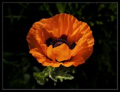 Ein bisschen Mohn am Morgen...