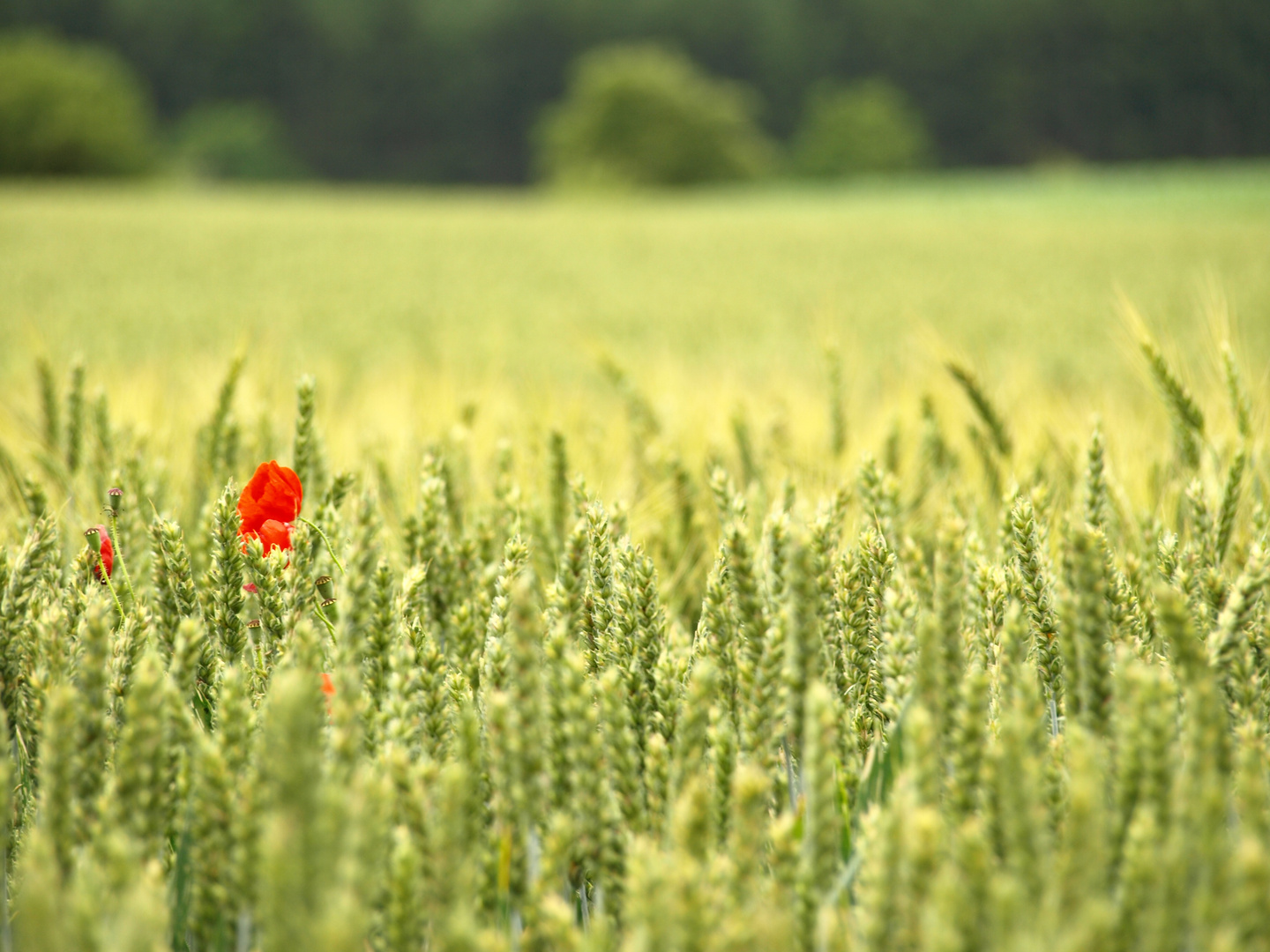 Ein bisschen Mohn