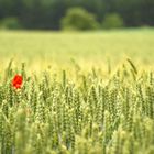 Ein bisschen Mohn