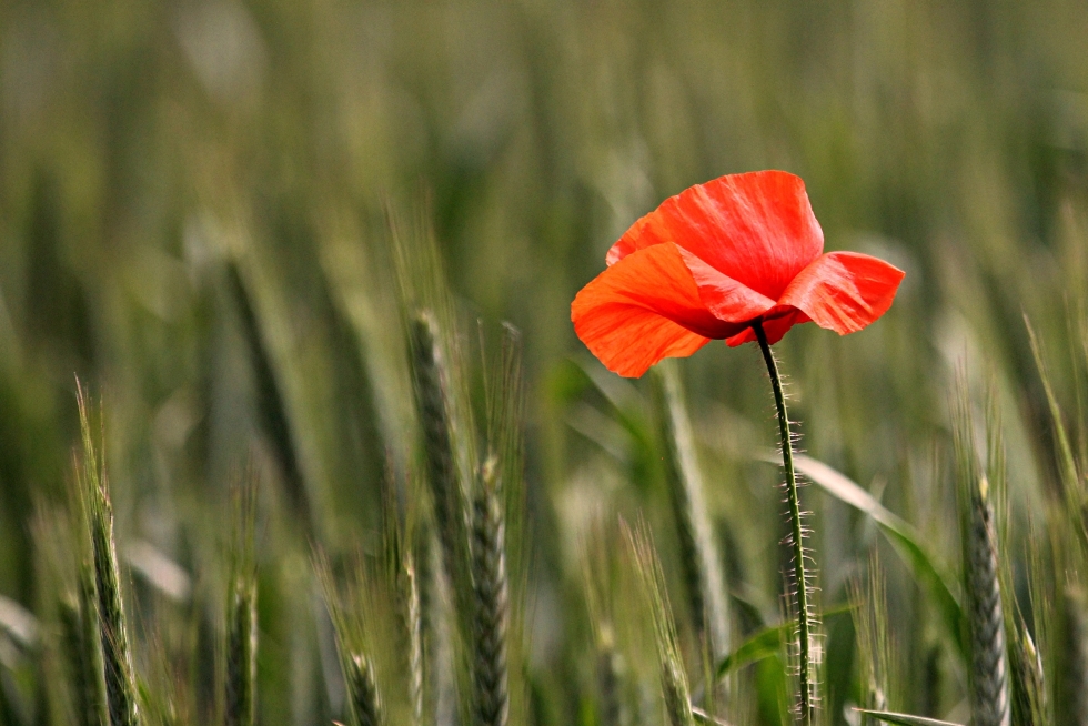 Ein bisschen Mohn muss sein