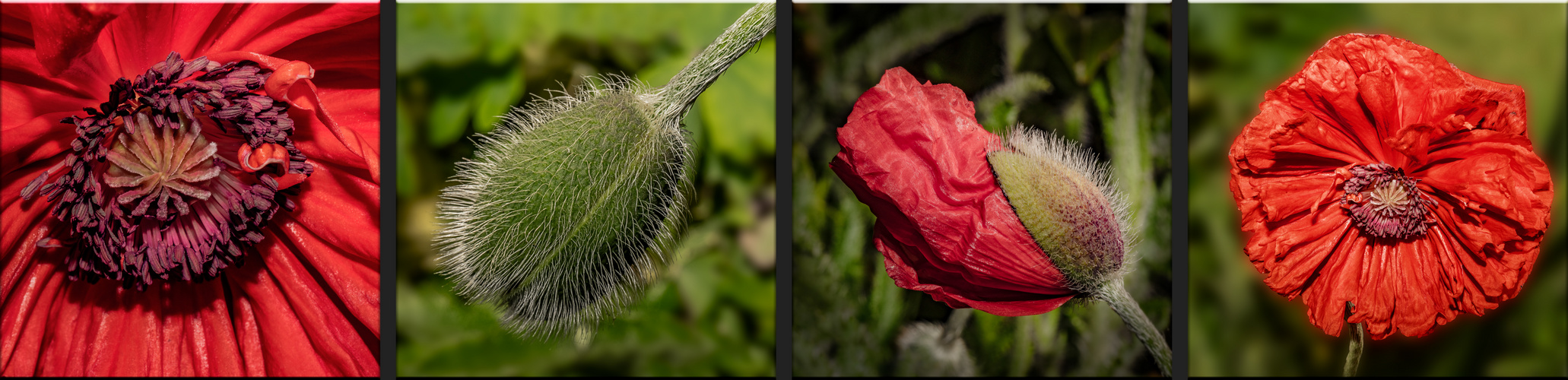 Ein bißchen Mohn muss sein .....