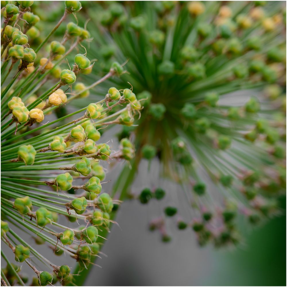 ein bißchen näher dran....Allium