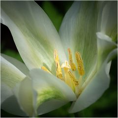 ein bißchen näher dran....Tulpen