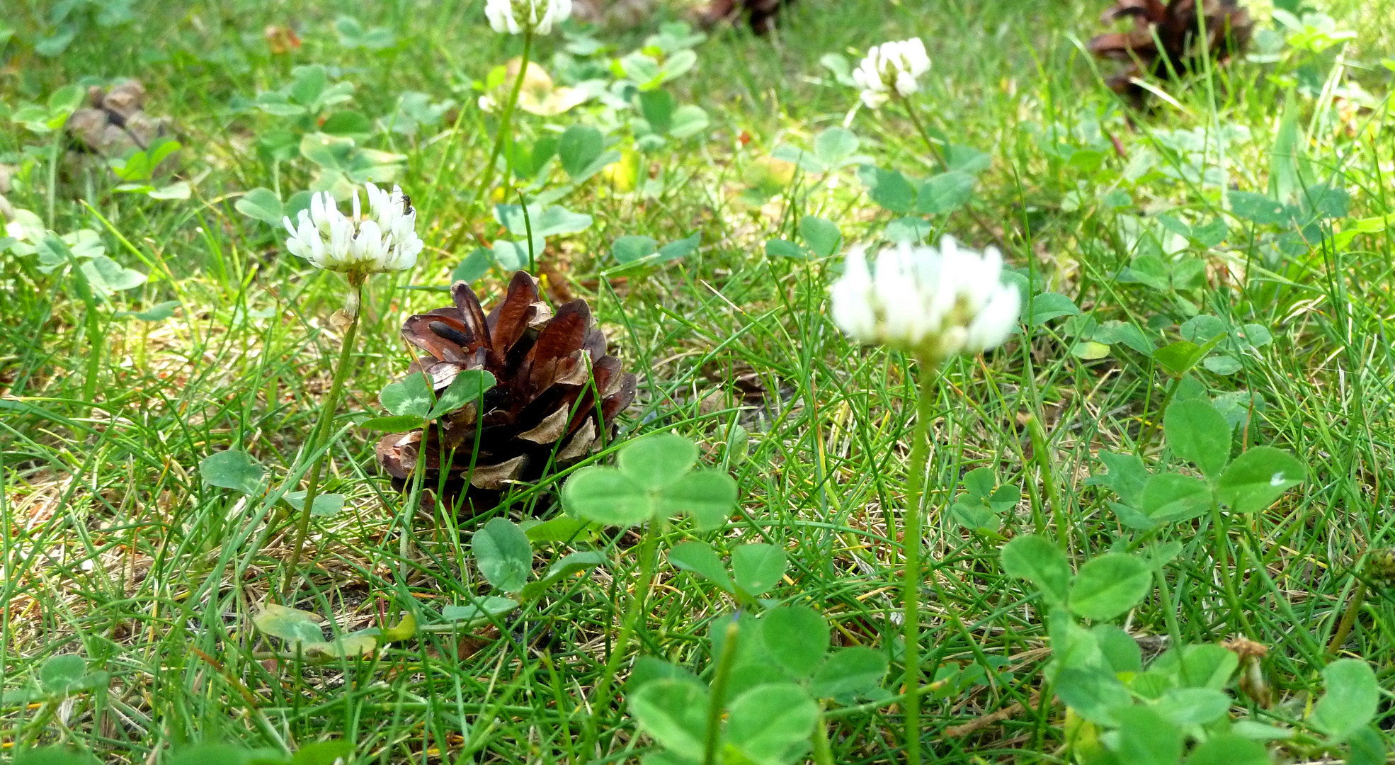 ein bisschen Natur