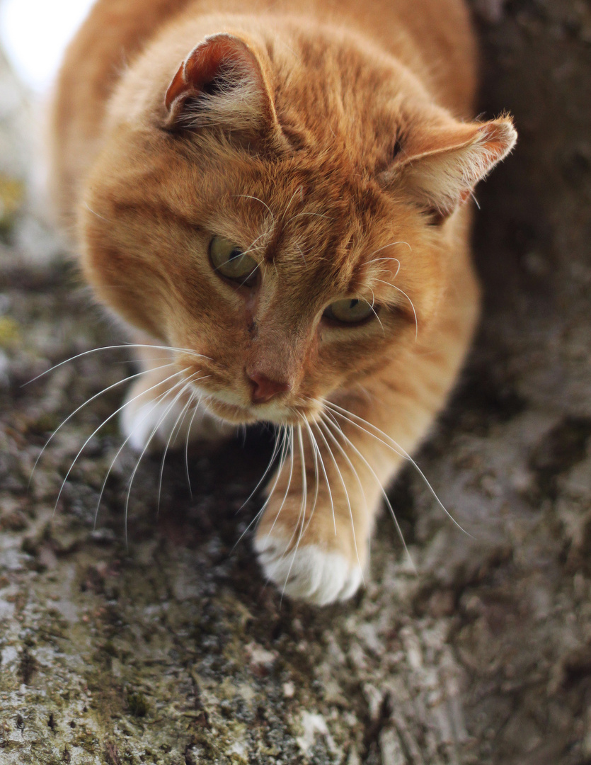 Ein bisschen Raubkatze...