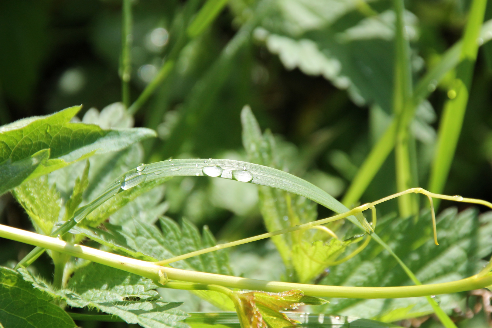 Ein bisschen Regen