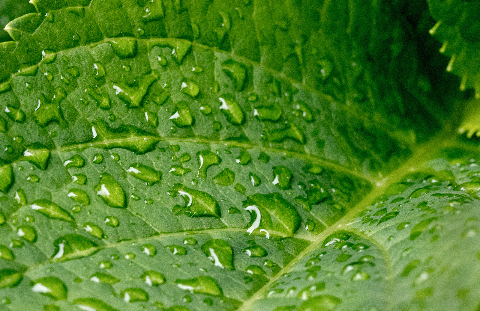 Ein bisschen Regen