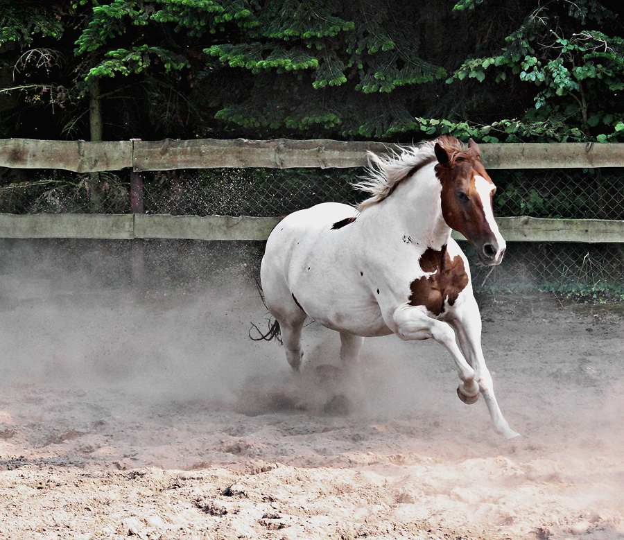 Ein bißchen Rodeo