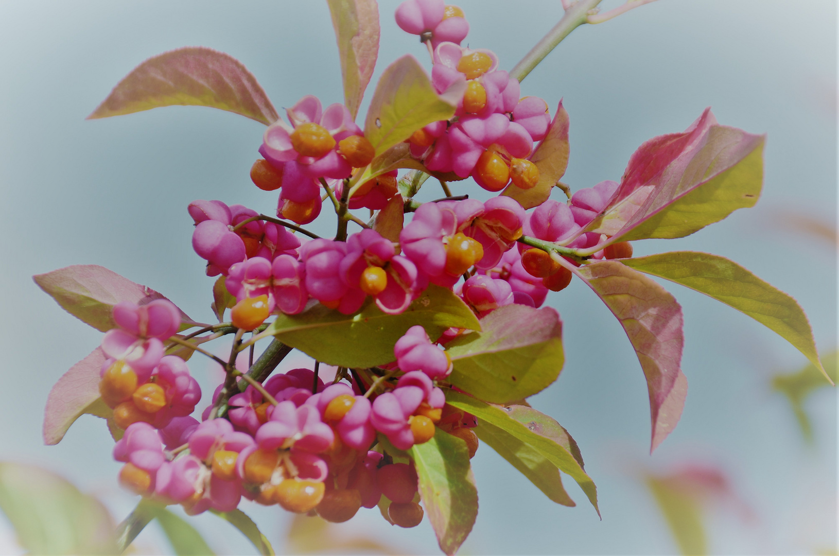 Ein bisschen rosa....im Herbst...