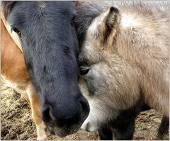 Ein bisschen schmusen...