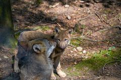 Ein Bisschen schmusen mit Mamma ist ja immer gut ...