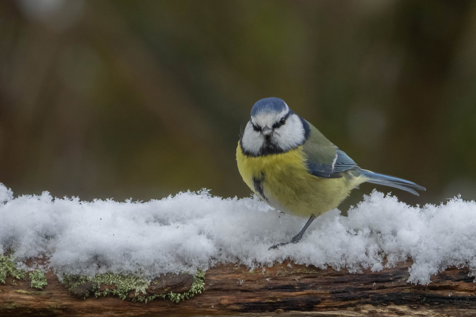 Ein bisschen Schnee