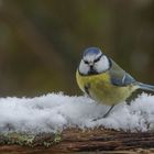 Ein bisschen Schnee