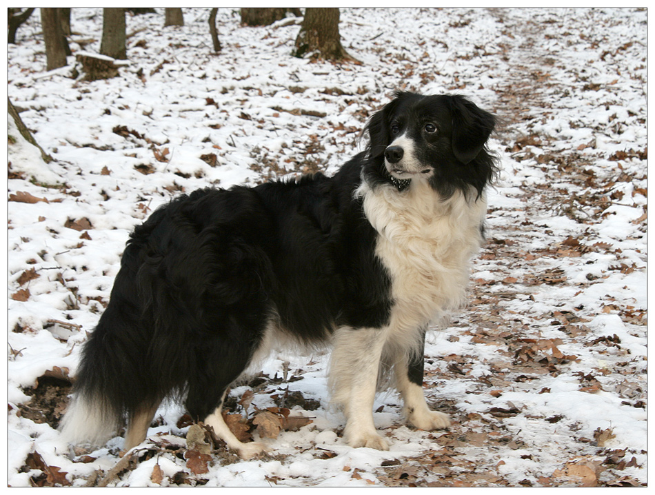 Ein bisschen Schnee für Mücke