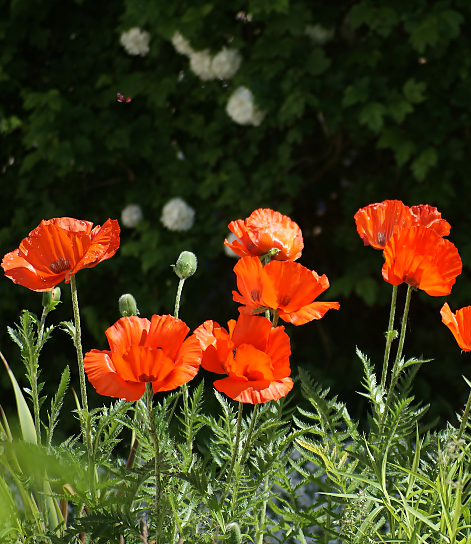 Ein bisschen Sommer