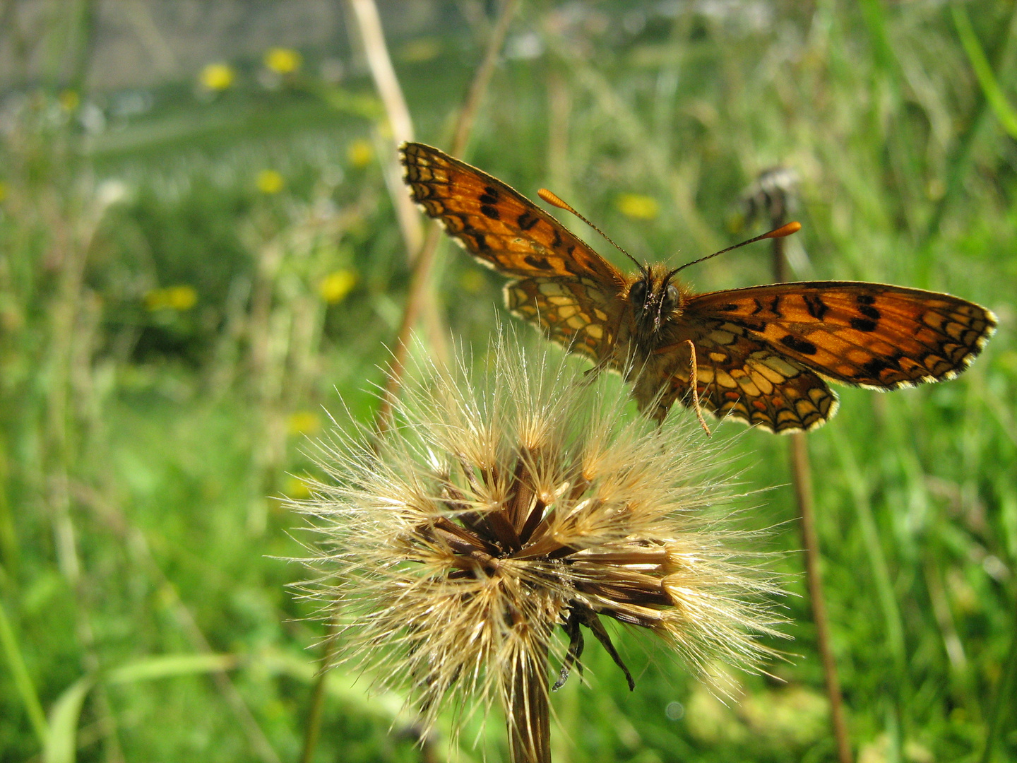 ein bisschen Sommer