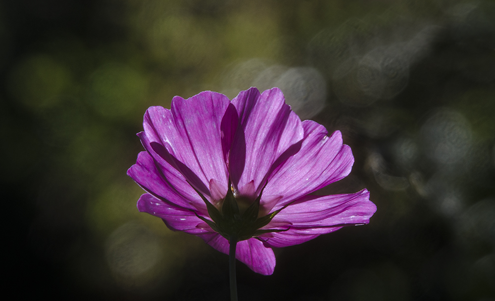 ein bisschen Sommer...