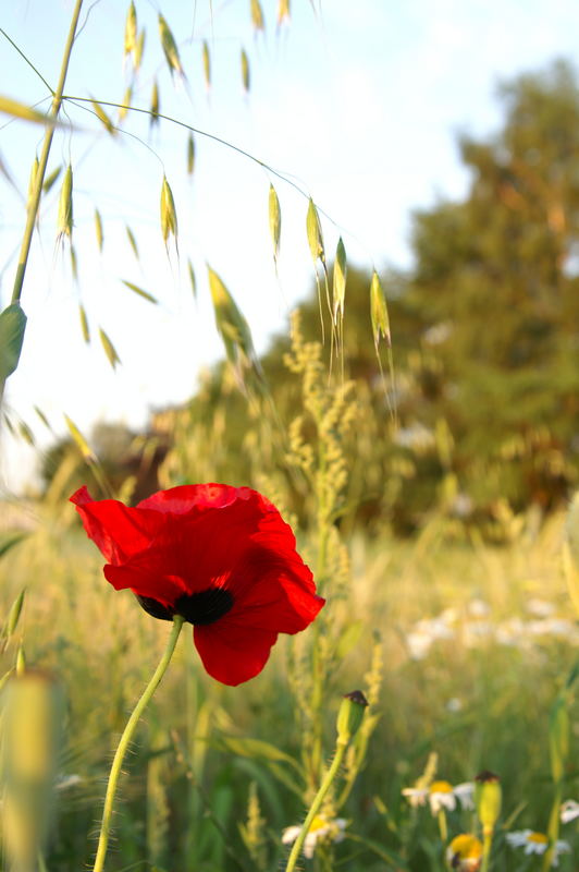 Ein bißchen Sommer