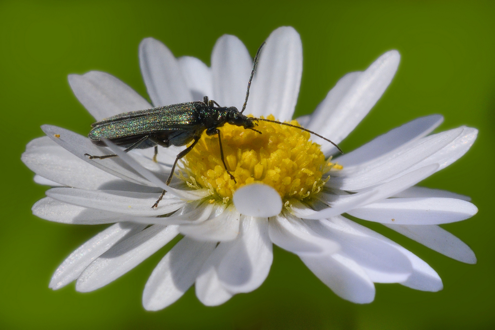 Ein bisschen Sommer