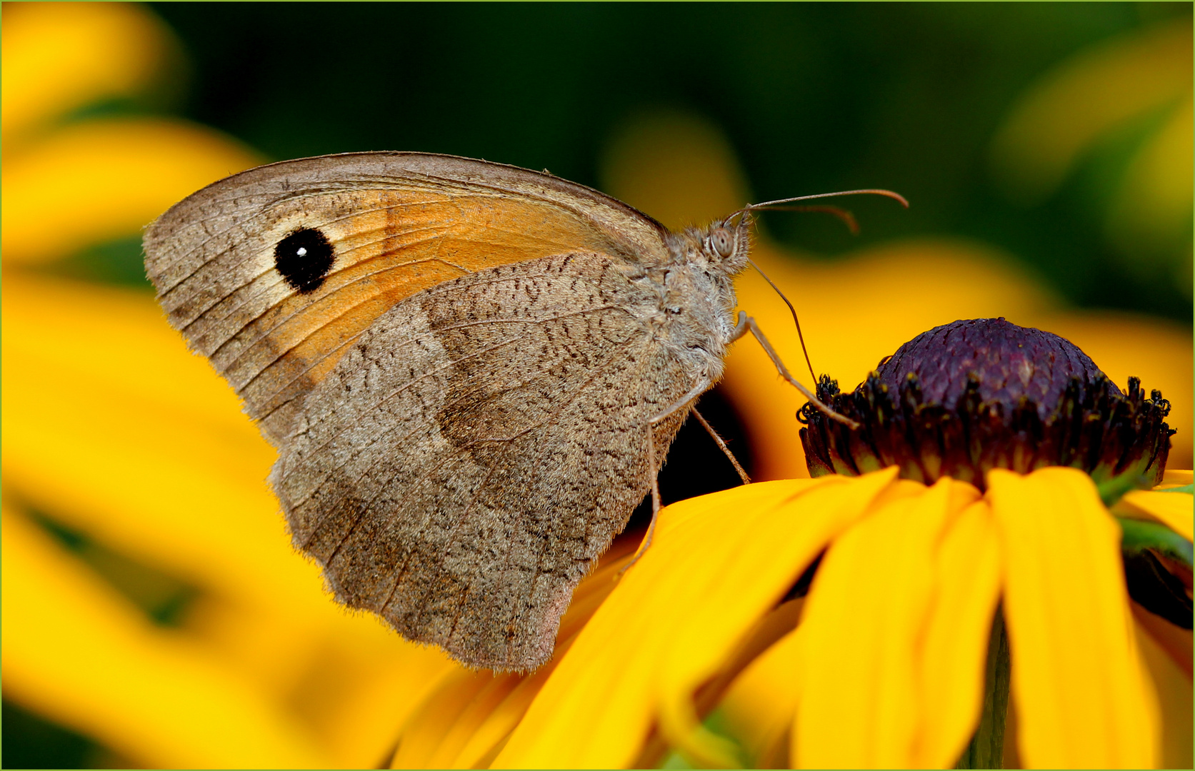 Ein bisschen Sommer...