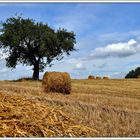 Ein bißchen Sommer....