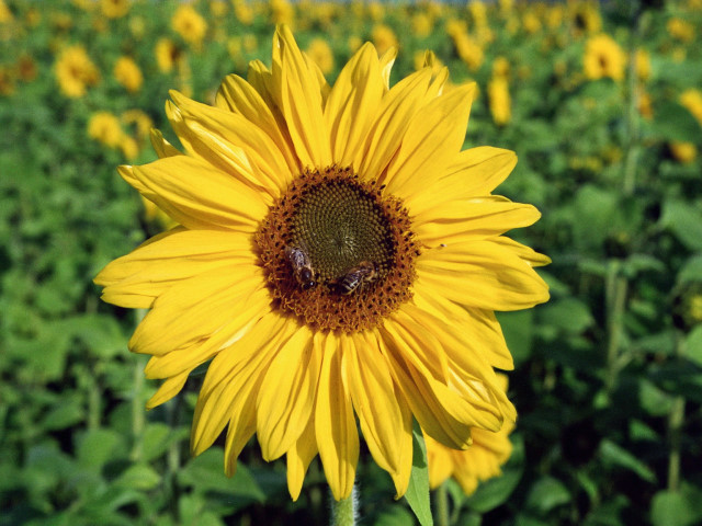 Ein bisschen Sommer