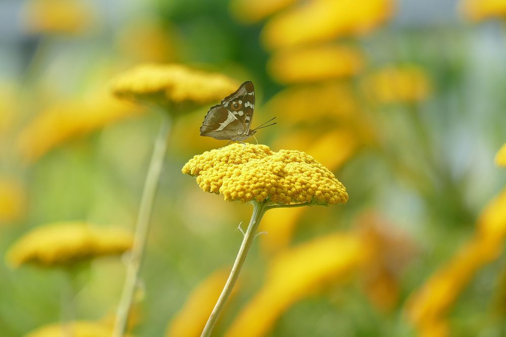  ein bisschen SOMMER....