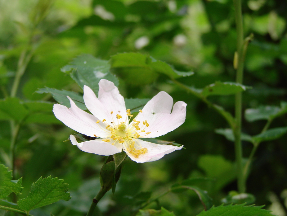 Ein bisschen Sommer.....