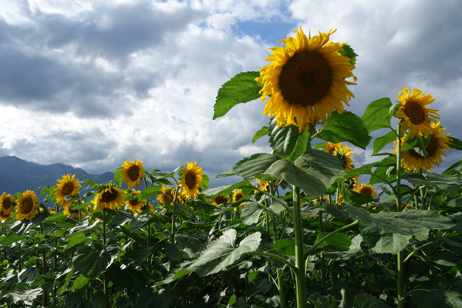 Ein bisschen Sommer