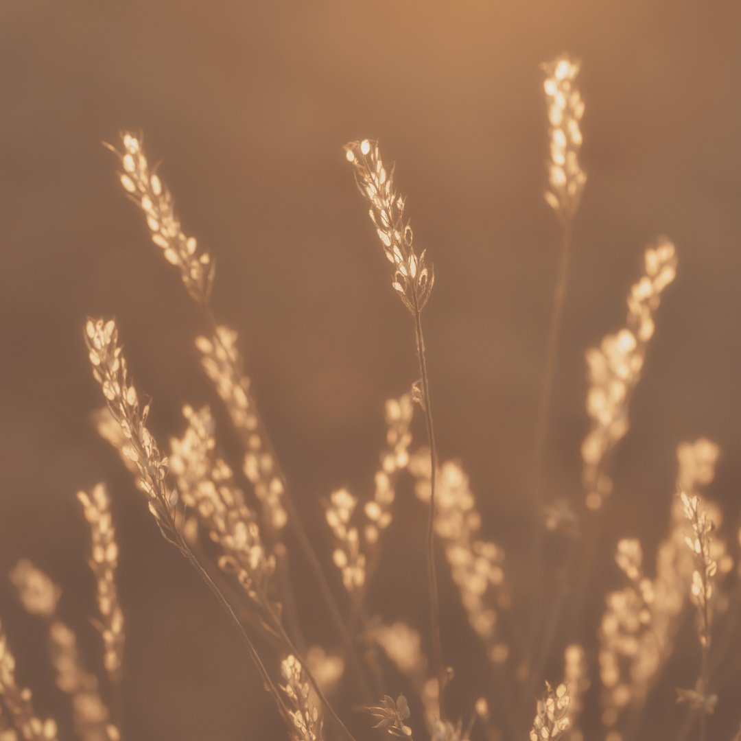 Ein bisschen Sommer im Quadrat