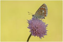 " Ein bißchen Sommer " :O)