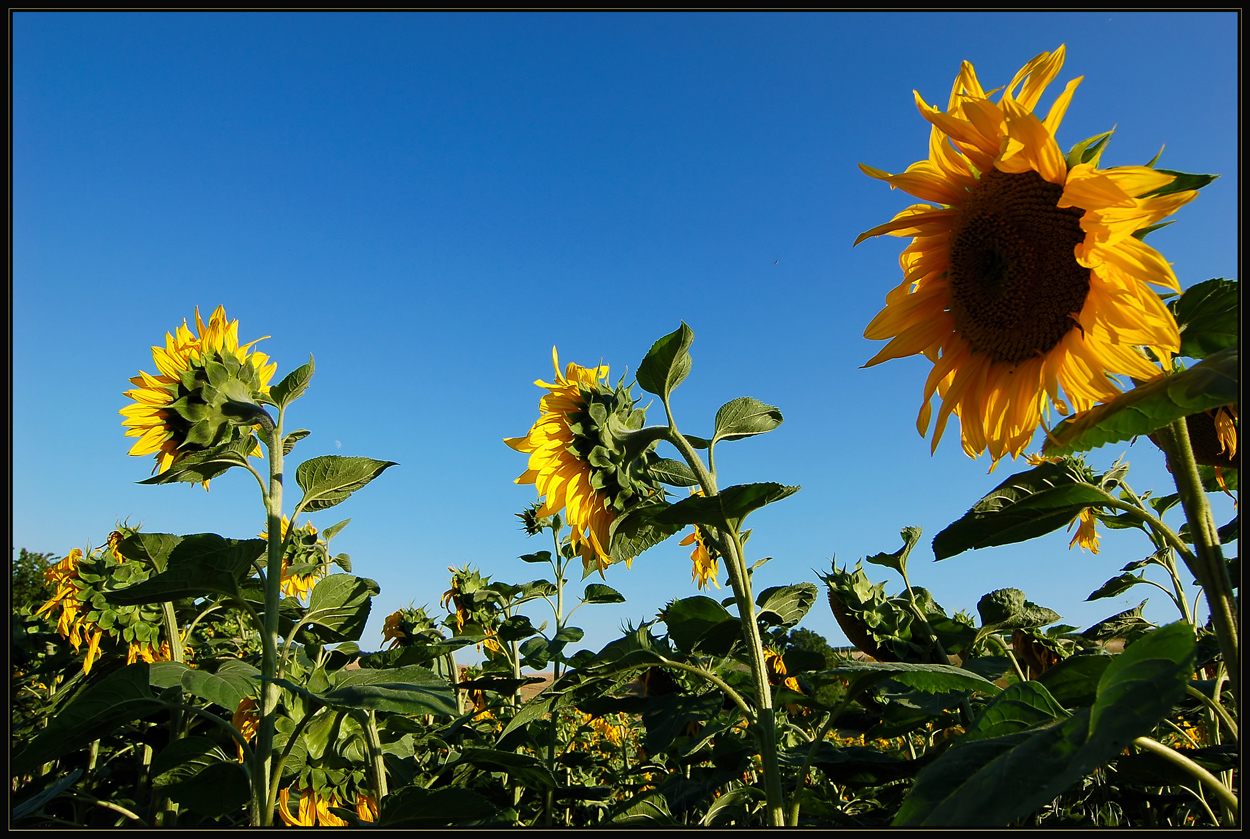 Ein bisschen Sonne...