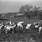 Ein bisschen Sonne