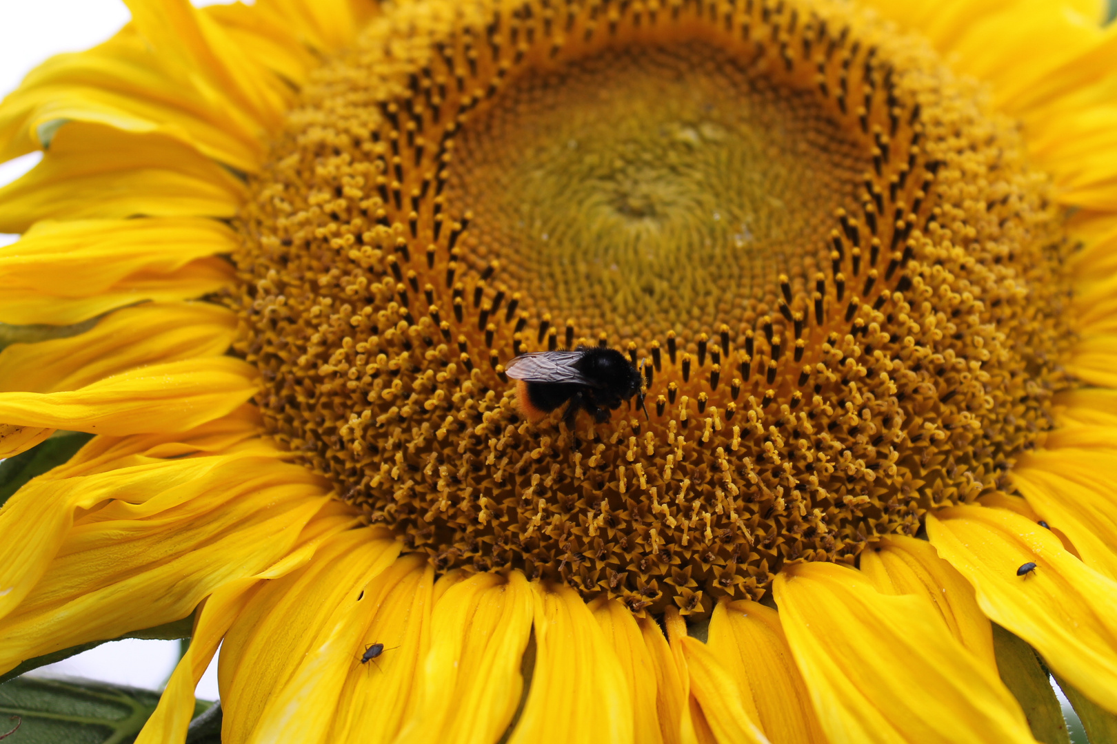 Ein bisschen Sonne..