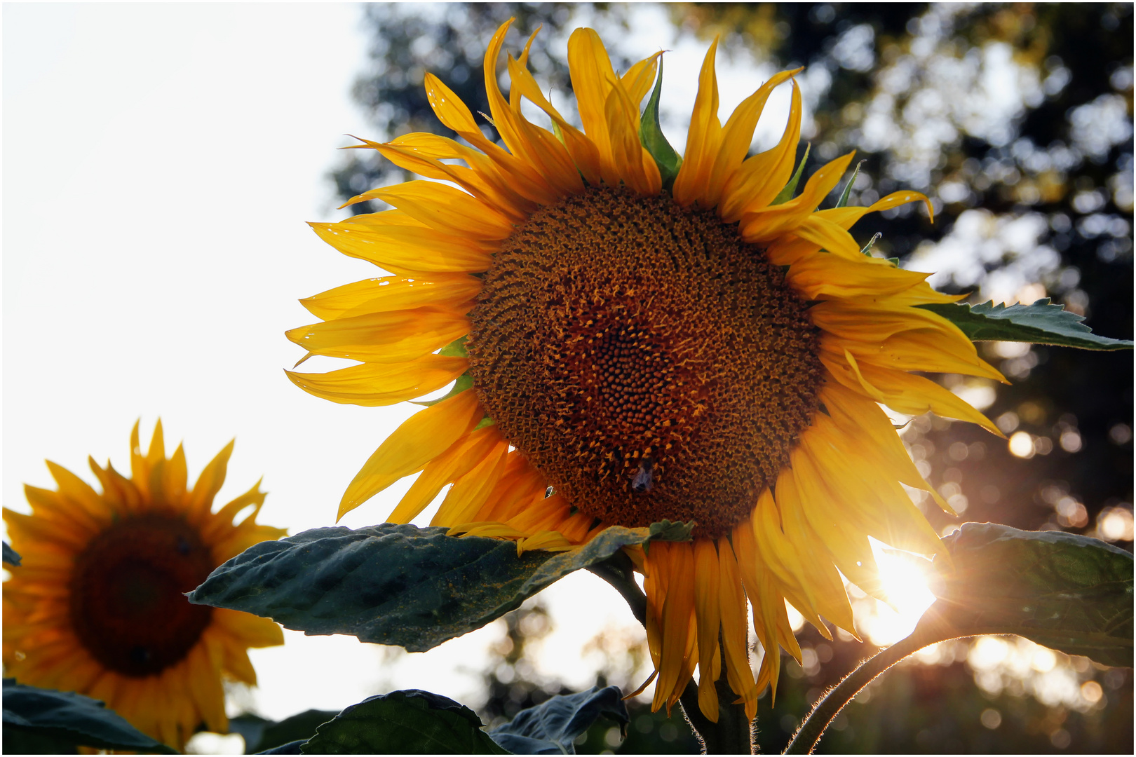 Ein bisschen Sonne