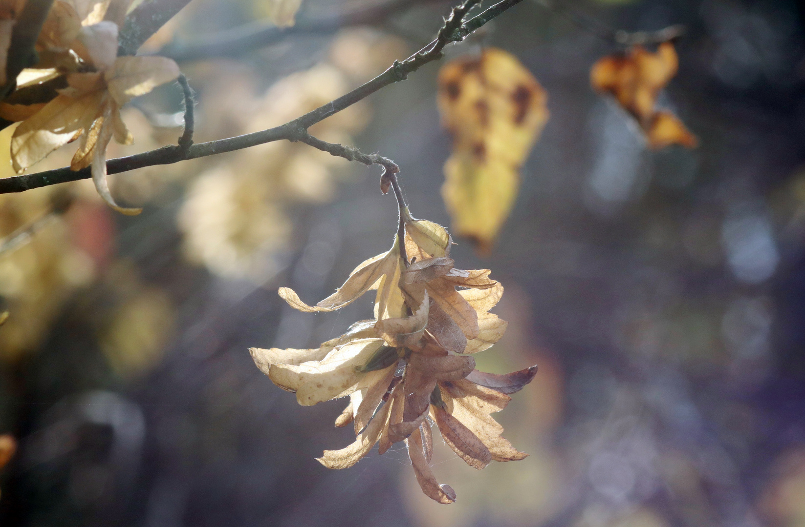 ein bisschen Sonne