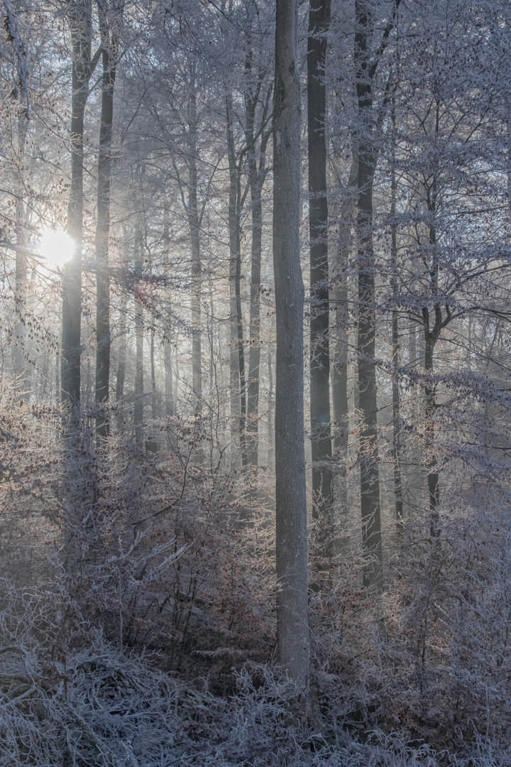 Ein bißchen Sonne im kalten Wald